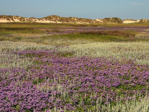 Bloeiende lamsoor in de Slufter op Texel