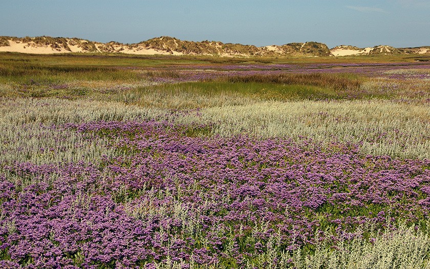 Bloeiende lamsoor in de Slufter op Texel