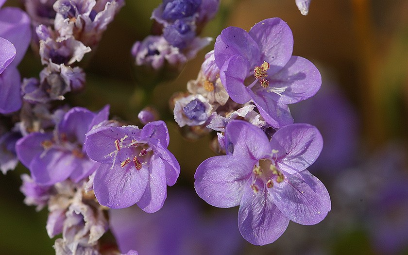 Detail-foto van een lamsoor bloem (© www.fotofitis.nl)