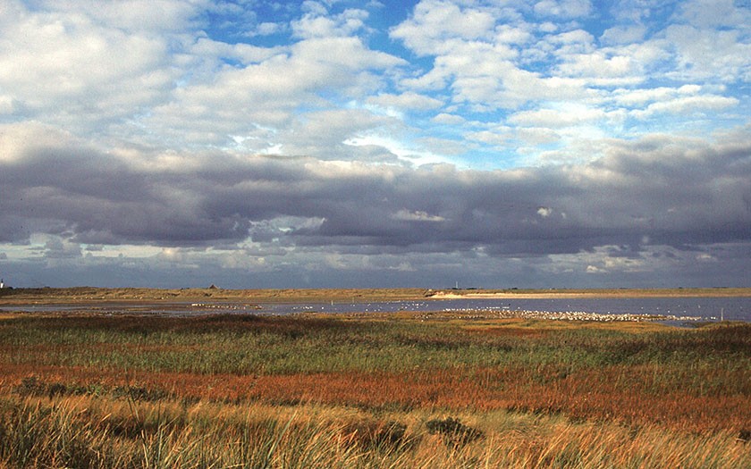 Mokbaai mit Vögeln auf Nahrungssuche (Foto: www.fotofitis.nl) 