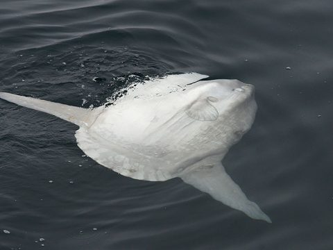 Maanvis op zijn zij aan het wateroppervlak