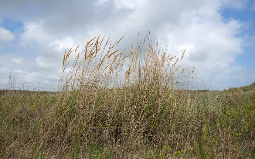 Noordse helmplanten in de duinen