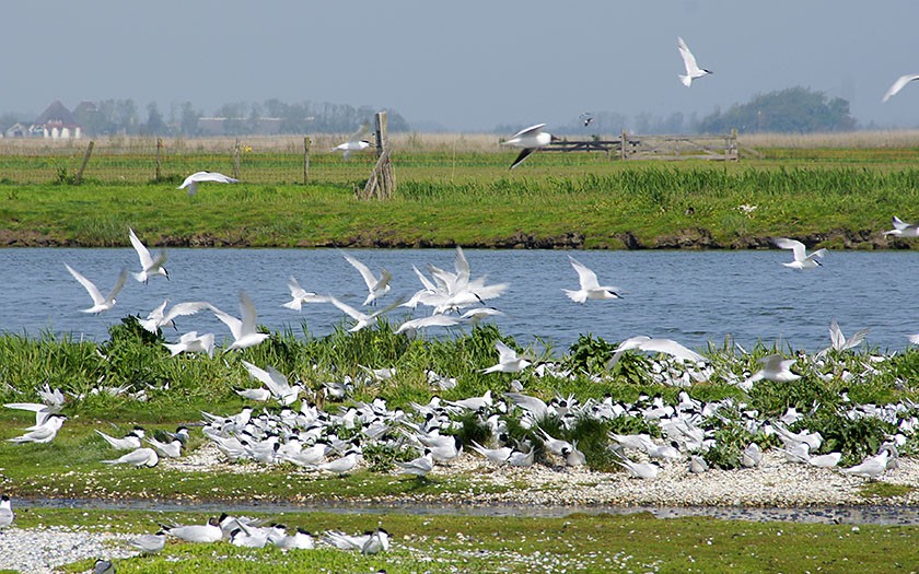 Ottersaat met sterns (© www.fotofitis.nl)