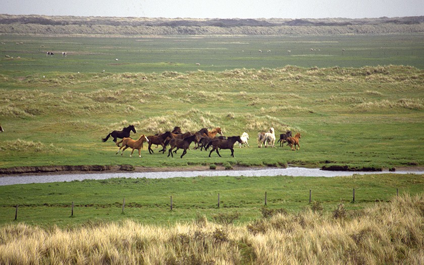 Paarden in de Bollekamer op Texel (Foto: www.fotofitis.nl)