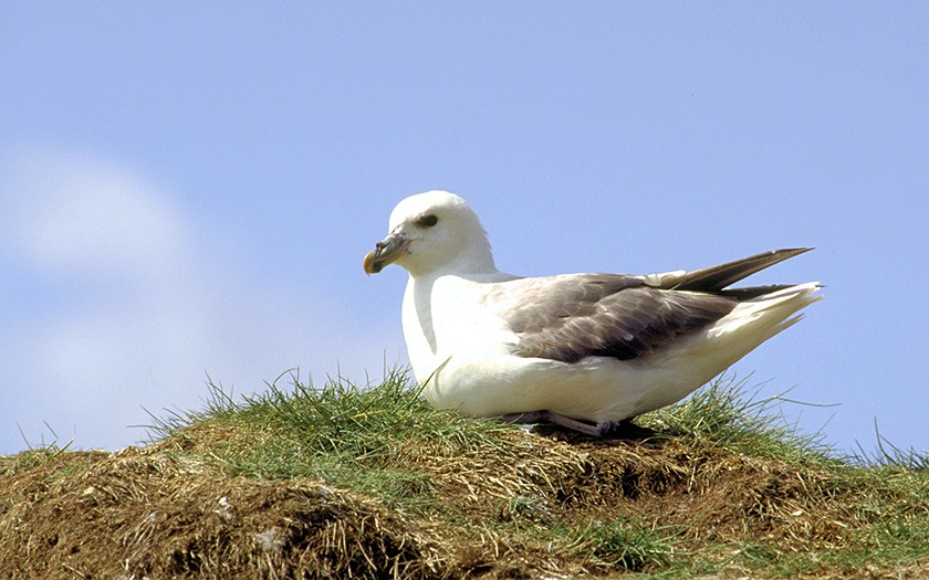 Fulmar on its nest (© www.fotofitis.nl)