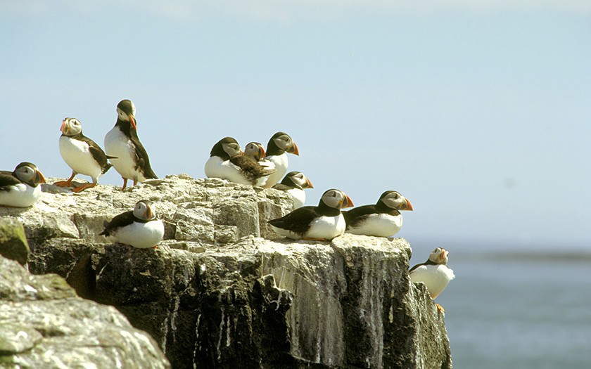 Papageitaucher auf Felsen (© www.fotofitis.nl) 