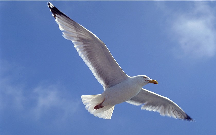 Herring gull in flight (© Ecomare)