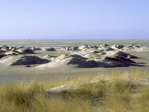 Jonge duinen op de Hors (Foto: www.fotofitis.nl)