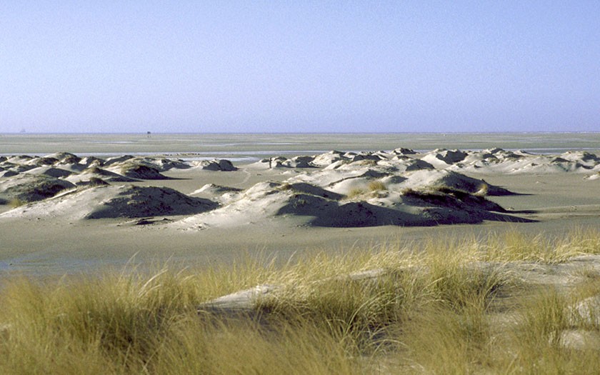 Young dunes on the Hors (Photo: www.fotofitis.nl)