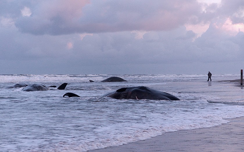 Potvisstranding op kust van Texel in 2016