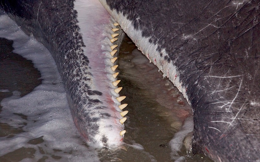 Sperm whales are also toothed whales