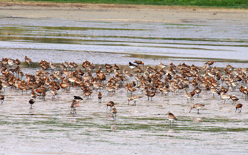 Two oystercatchers and a large group of bar-tailed godwits on an exposed mud flat (Photo www.fotofitis.nl)