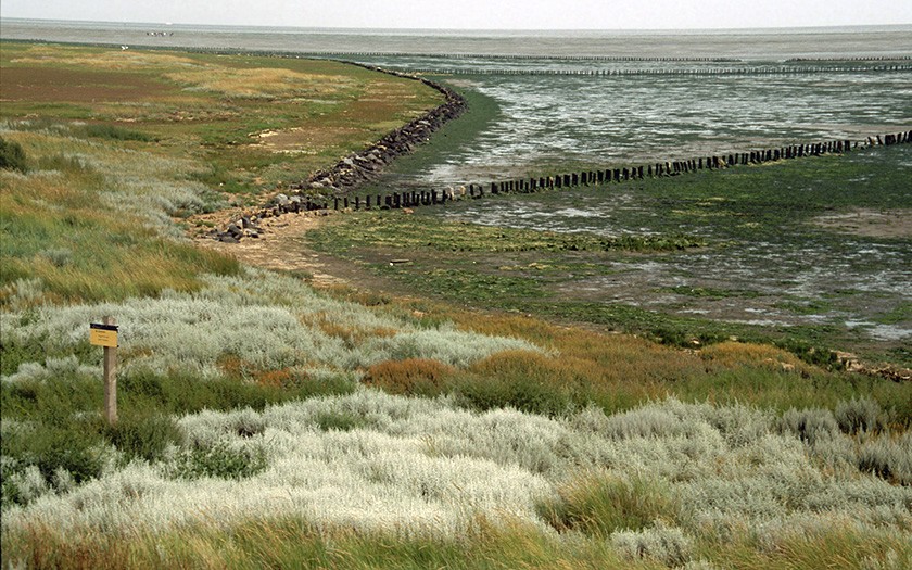 Salt marsh vegetation on the Schorren (© www.fotofitis.nl)