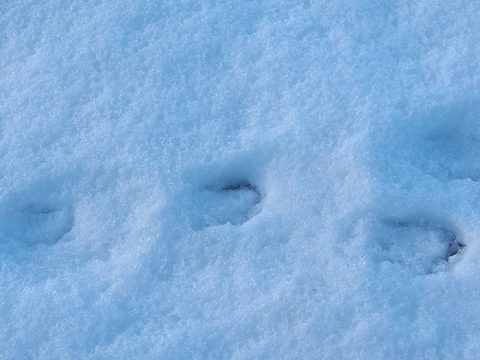 Sporen van een haas in de sneeuw