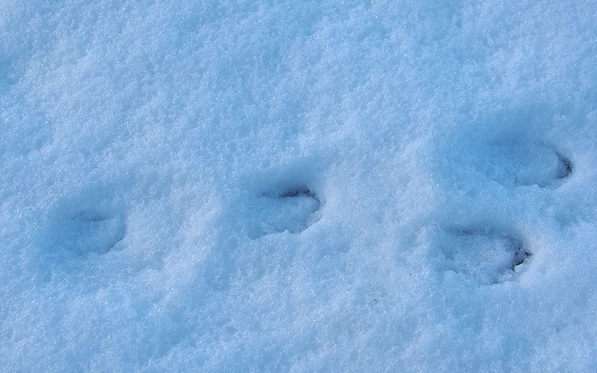 Sporen van een haas in de sneeuw