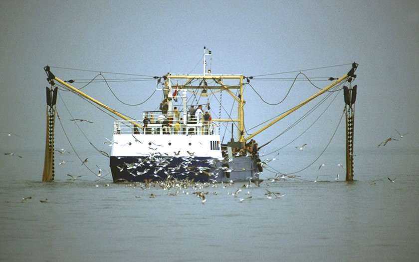 Fischerboot, verfolgt von Möwen (© www.fotofitis.nl)