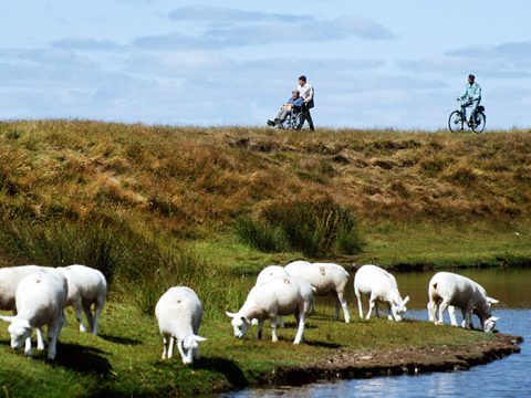 Schapen in Waalenburg