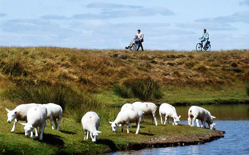 Schapen in Waalenburg (© www.fotofitis.nl)