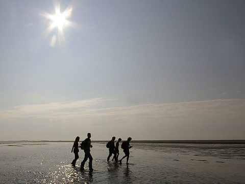 Wadlopers op de Schorren