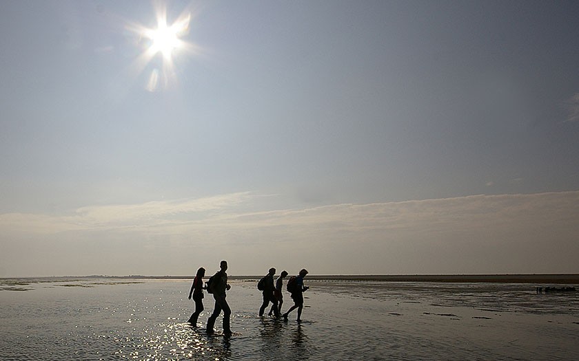 Wadlopers op de Schorren