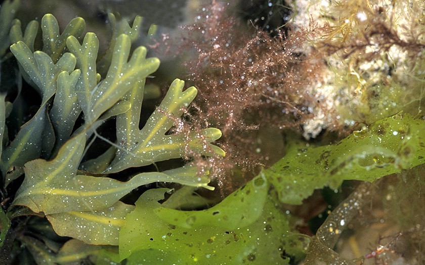Seaweed under water