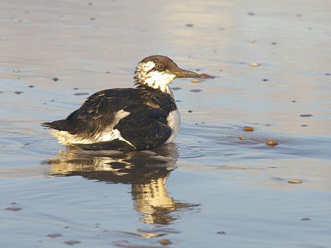 Zeekoet onder de olie