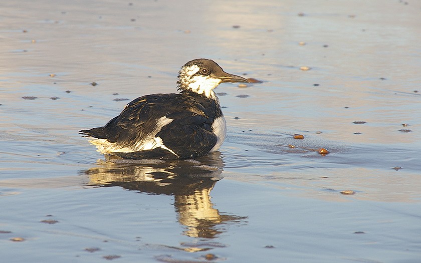 Guillemot covered in oil (© www.fotofitis.nl)