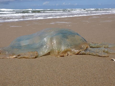 Grote kwal op het strand