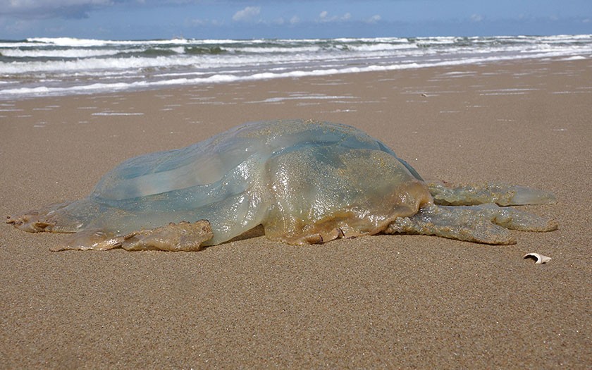 Grote kwal op het strand