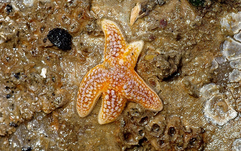 Starfish, young (© www.fotofitis.nl)