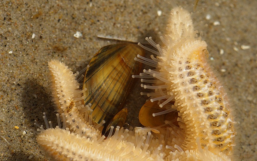 Zeester valt een mossel aan (© www.fotofitis.nl)