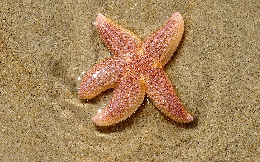 Facts about starfish | Ecomare Texel