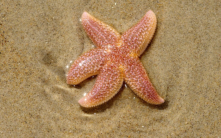 Starfish (© www.fotofitis.nl)