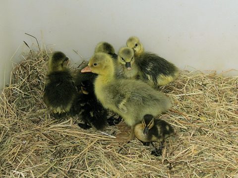 Jonge gansjes en eendjes in opvang