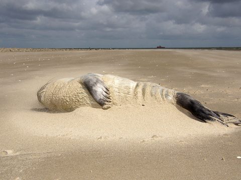 Ondergestoven zeehond op het strand