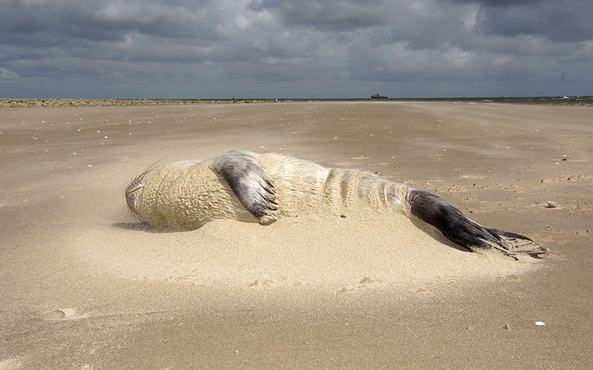Ondergestoven zeehond op het strand