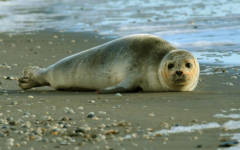 jonge gewone zeehond op het strand, foto ecomare