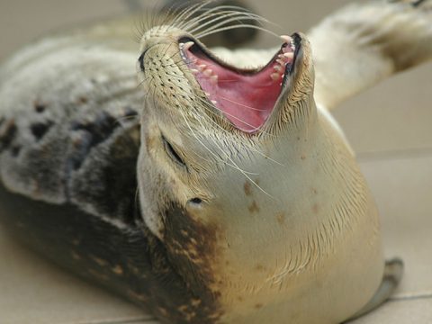 Zeehond laat zijn scherpe tanden zien