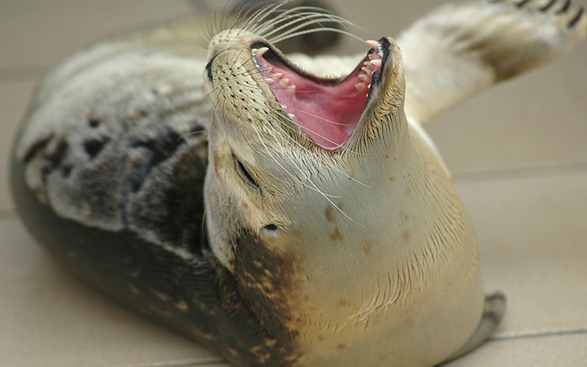 Zeehond laat zijn scherpe tanden zien