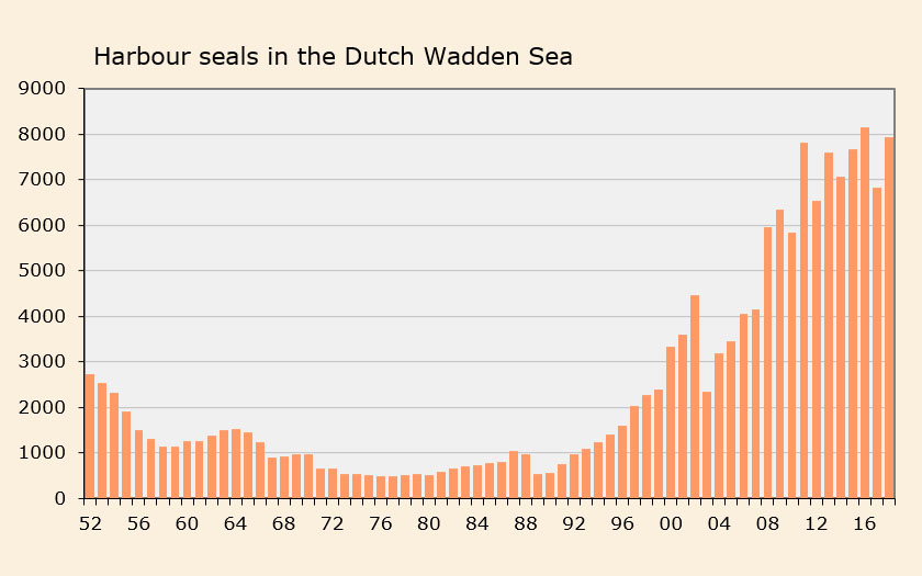 Number of harbour seals in the Dutch Wadden Sea