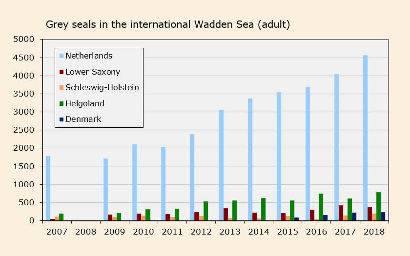 Number of adult grey seals in the international Wadden Sea