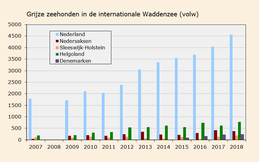 Volwassen grijze zeehonden in de internationale Waddenzee