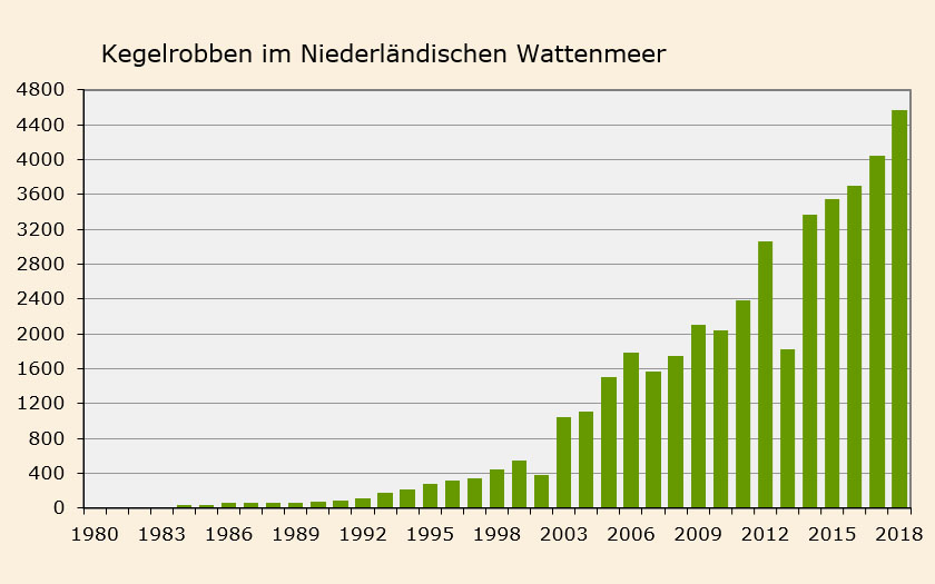 Anzahl der Kegelrobben im niederländischen Wattenmeer 