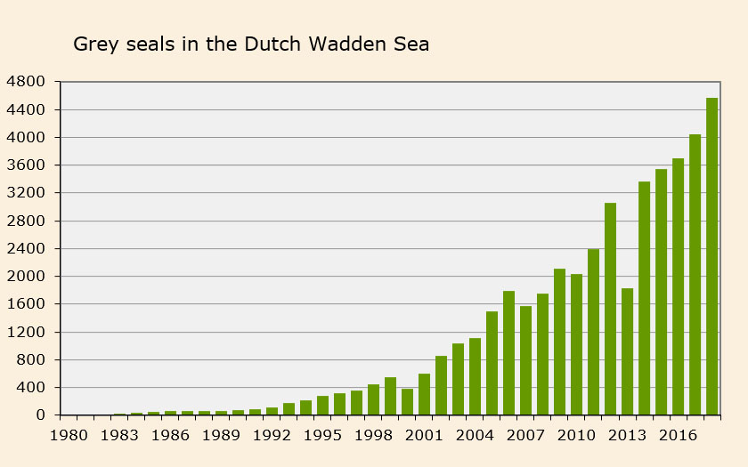 Number of grey seals in the Dutch Wadden Sea