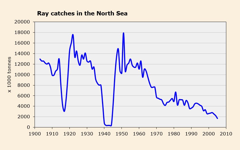 Graph rays in the North Sea (© Ecomare)