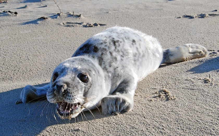 Jonge grijze zeehond op het strand