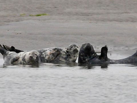 Grijze zeehonden bij Texel