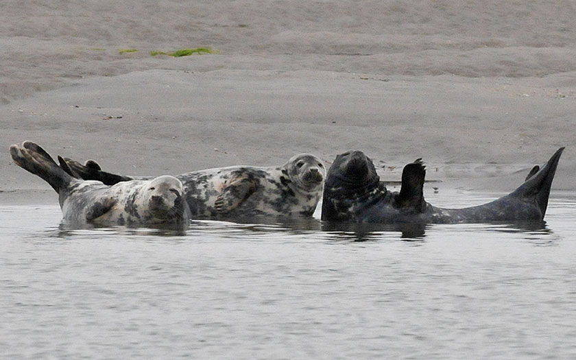 Grey seals lying on a sandbank