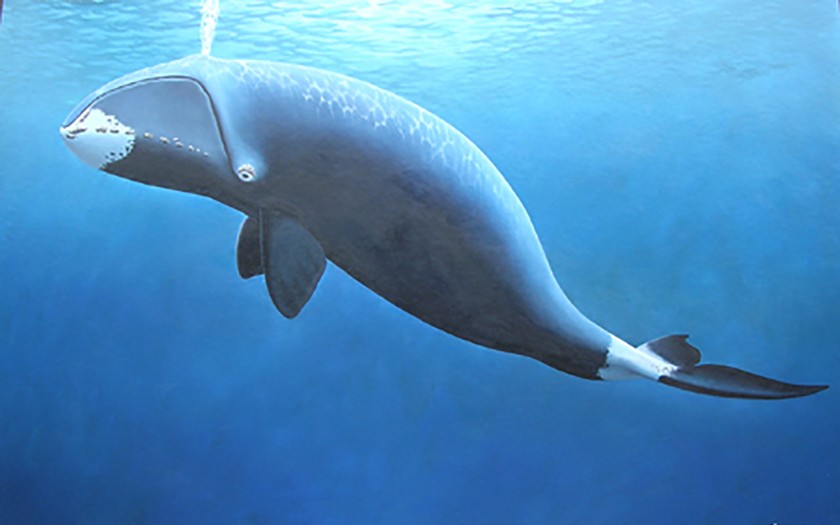Tekening van Groenlandse walvis gemaakt door rob van Assen © ArtBoutique