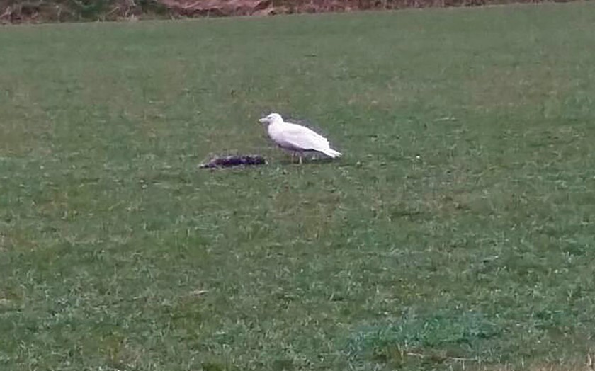 Grote witte vogel op gras